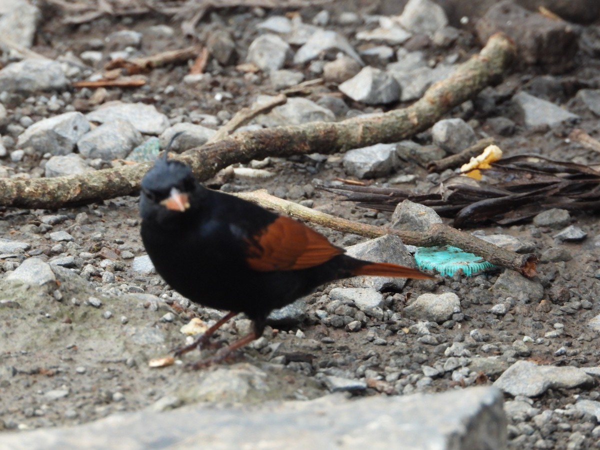 Crested Bunting - ML637688250