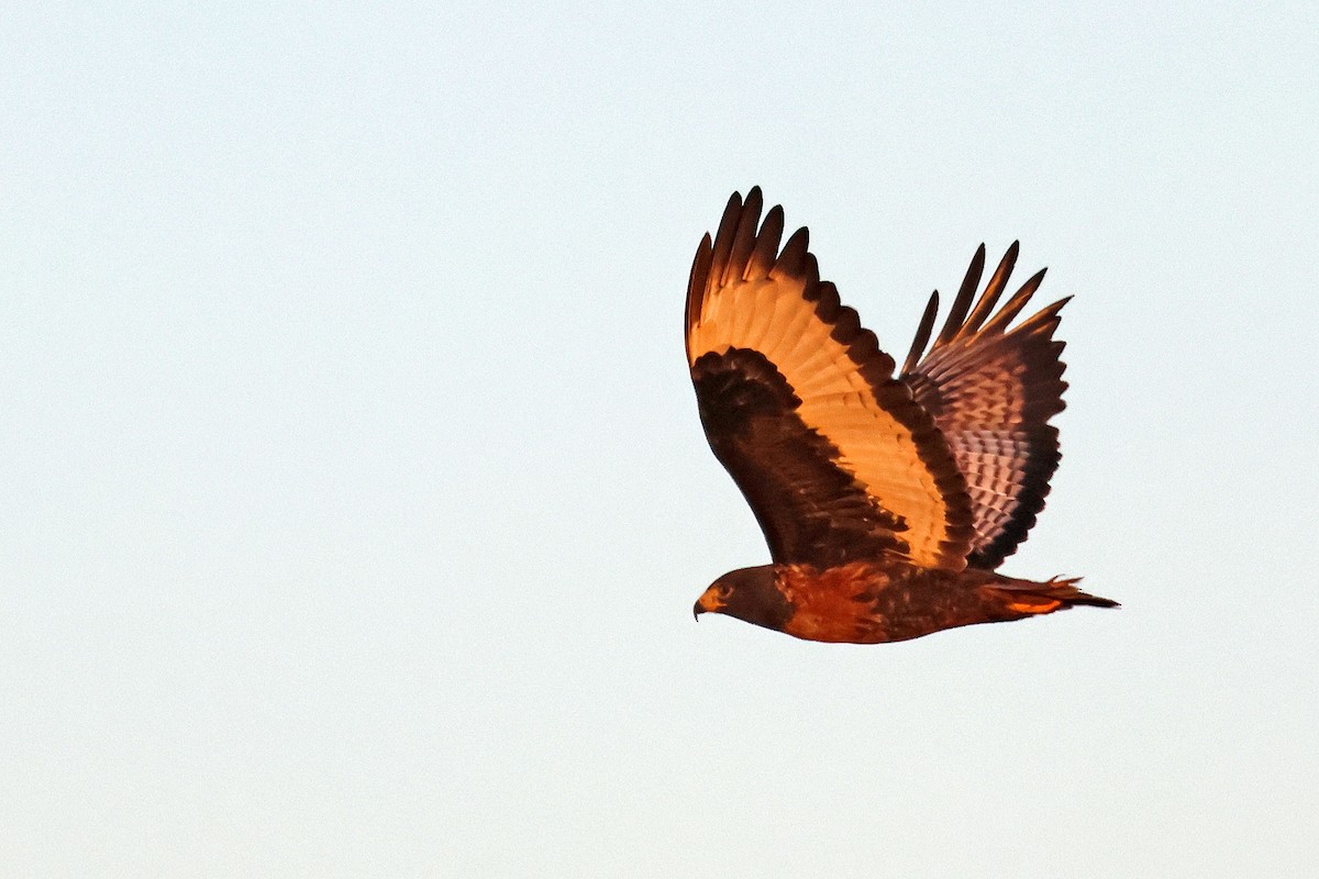 Jackal Buzzard - ML637688252