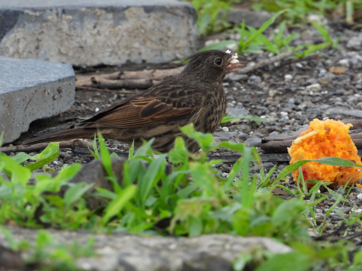 Crested Bunting - ML637688254