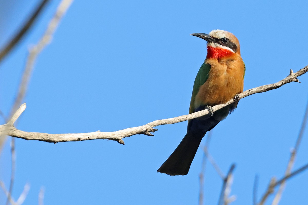 White-fronted Bee-eater - ML637688255