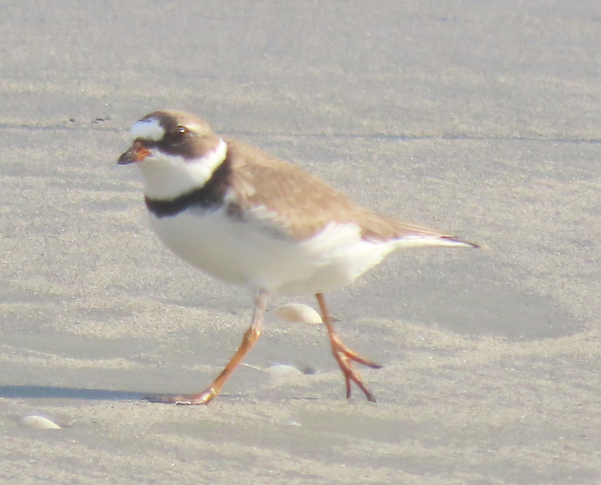 Semipalmated Plover - ML637688256
