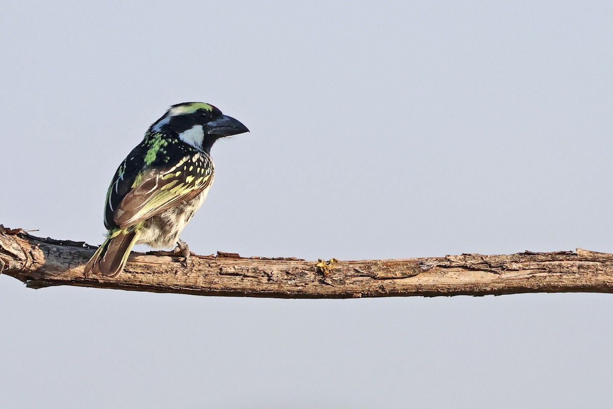 Pied Barbet - ML637688258