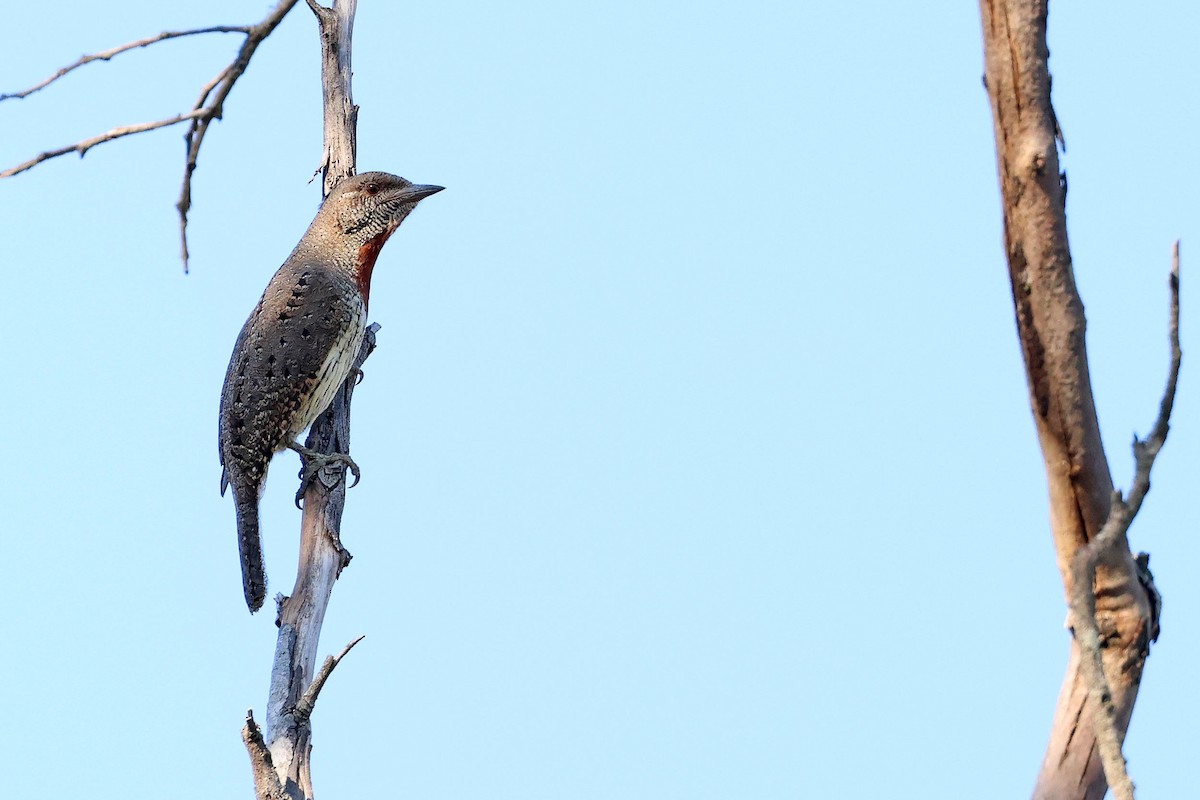 Red-throated Wryneck (Rufous-necked) - ML637688260