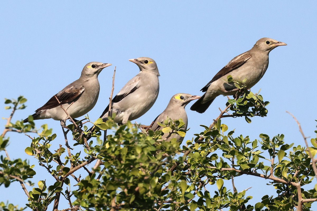 Wattled Starling - ML637688276