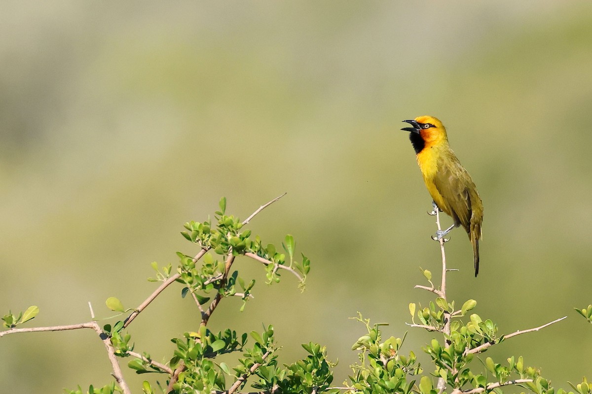 Spectacled Weaver (Black-throated) - ML637688282