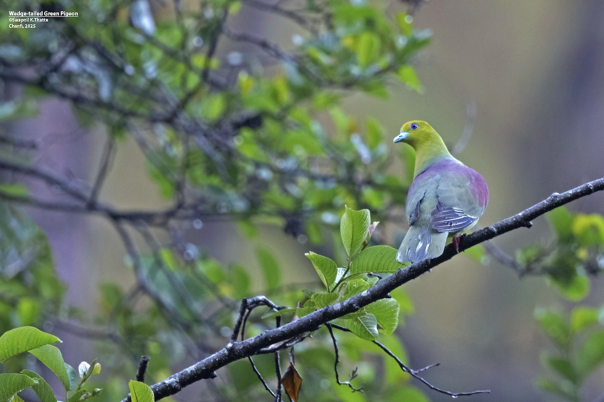 Wedge-tailed Green-Pigeon - ML637688285