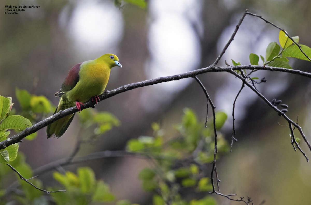 Wedge-tailed Green-Pigeon - ML637688286