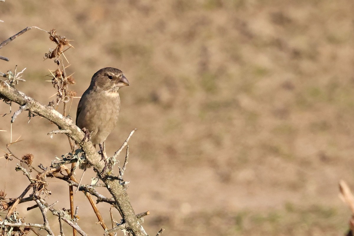 White-throated Canary - ML637688299