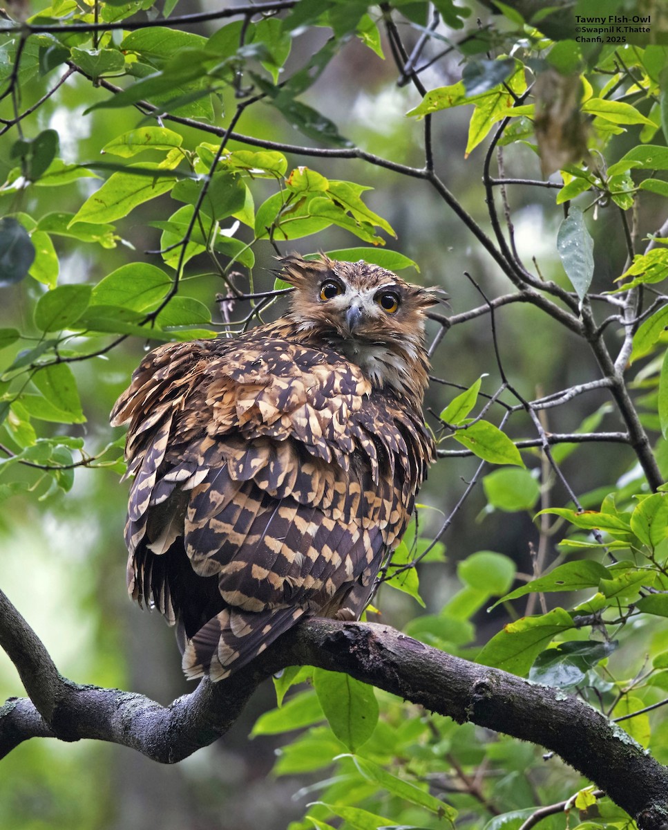 Tawny Fish-Owl - ML637688301