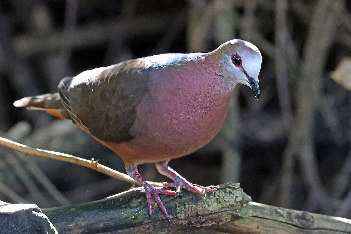Lemon Dove (Lemon) - ML637688320