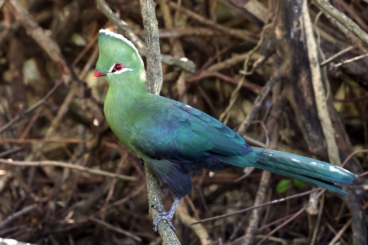 turako přílbový (ssp. corythaix) - ML637688321
