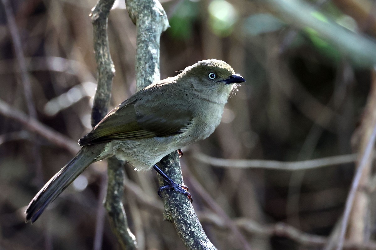 Sombre Greenbul - ML637688332