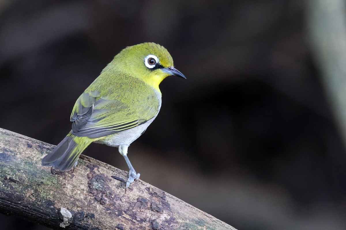 Cape White-eye (Cape) - ML637688339