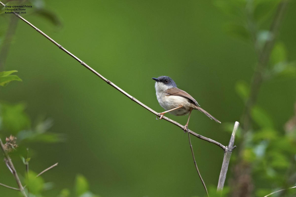 Gray-crowned Prinia - ML637688346