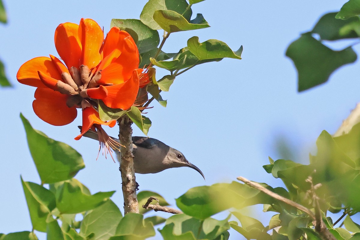 Mouse-colored Sunbird - ML637688347
