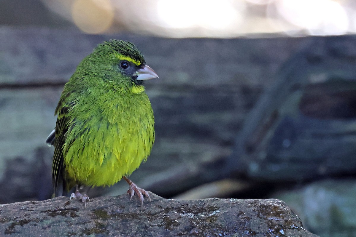 Forest Canary - ML637688350