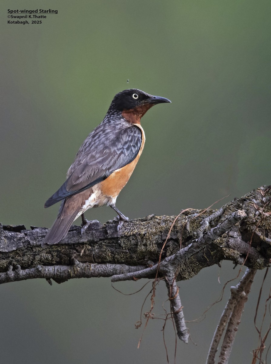 Spot-winged Starling - ML637688353