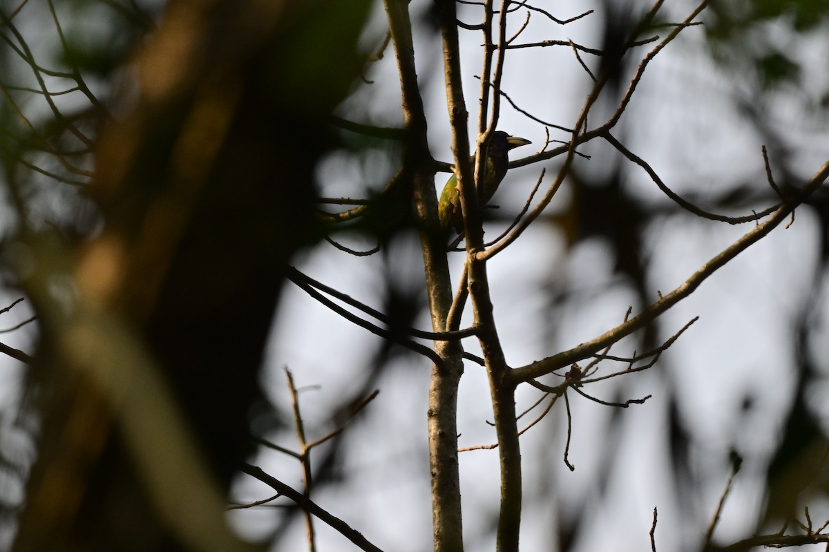 barbet velký - ML637688394