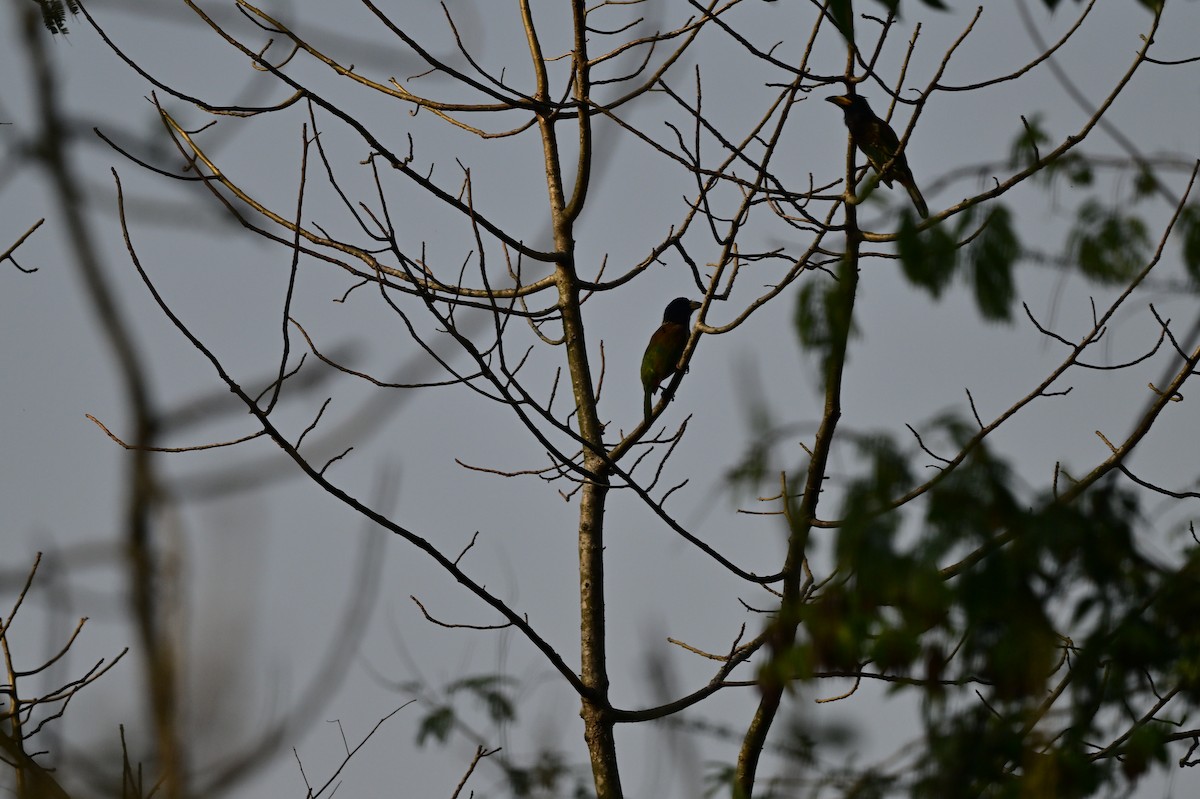 barbet velký - ML637688395