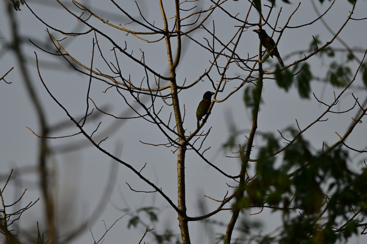 barbet velký - ML637688396