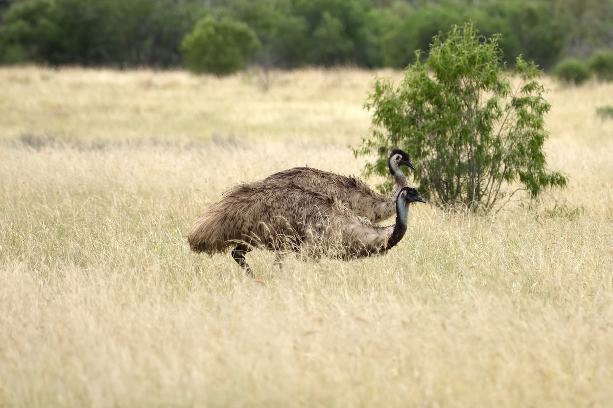 emu hnědý - ML637688397