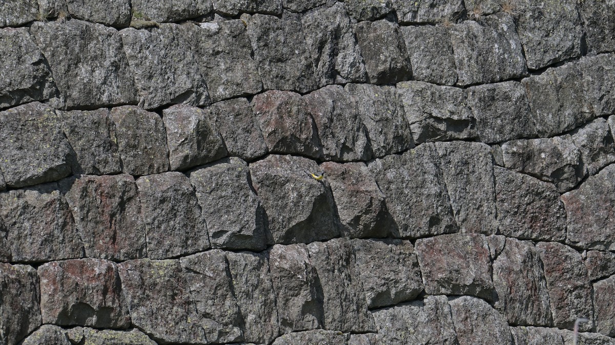 konipas horský - ML637688400
