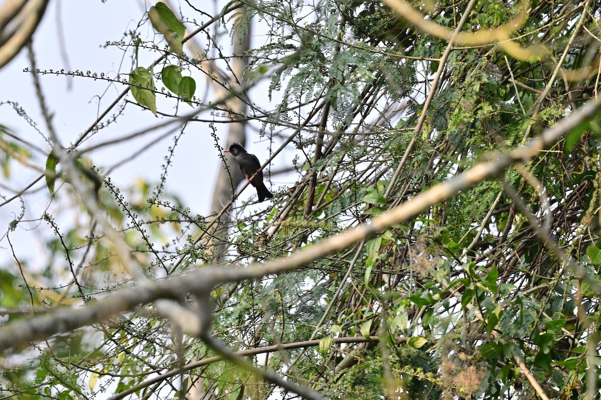 Black Bulbul - ML637688406