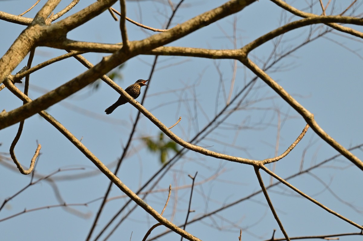 Black Bulbul - ML637688407
