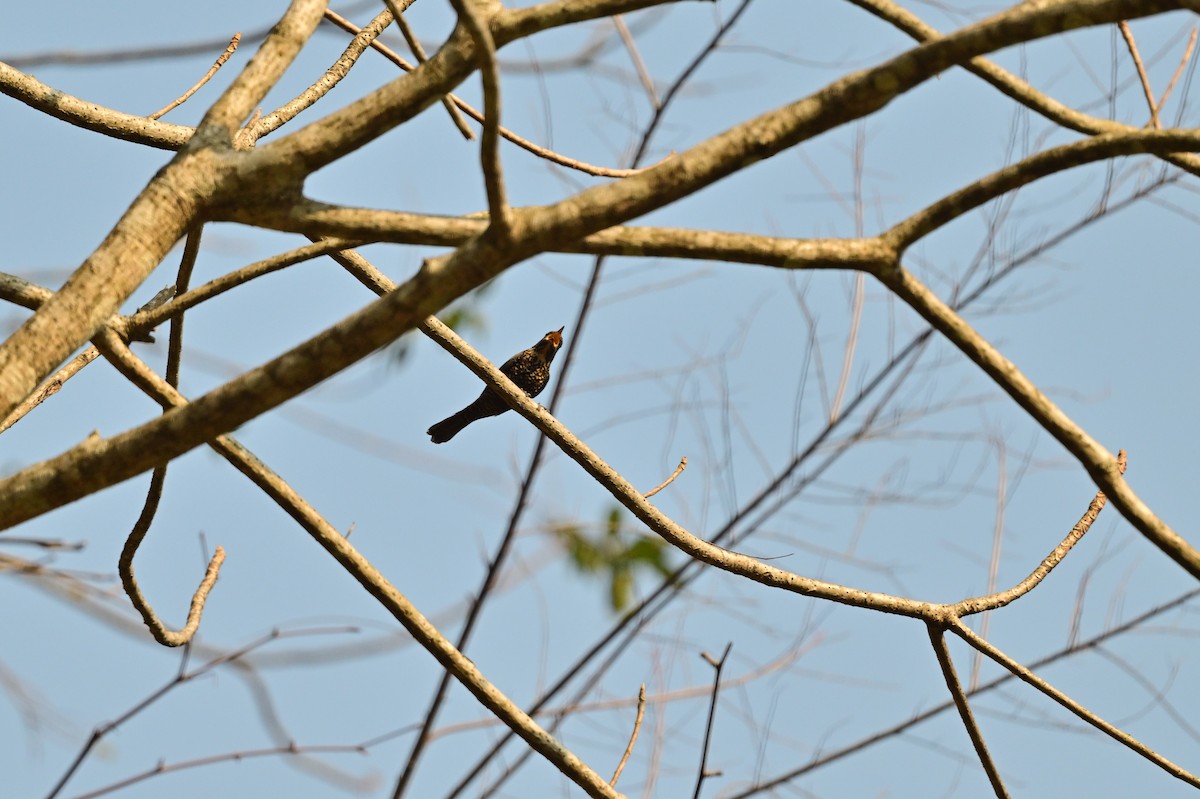 Black Bulbul - ML637688408