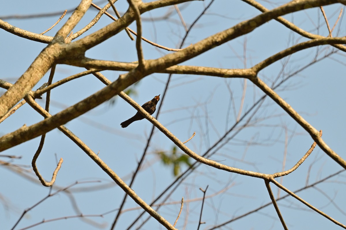 Black Bulbul - ML637688410