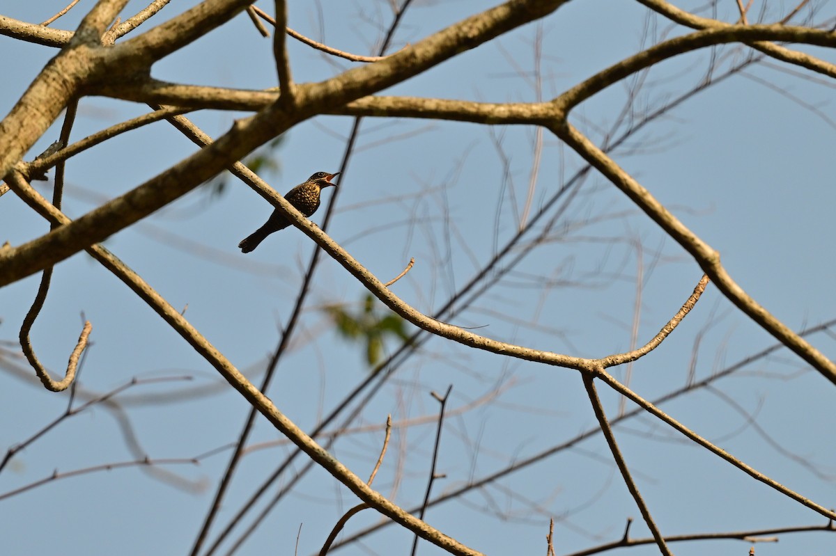Black Bulbul - ML637688411