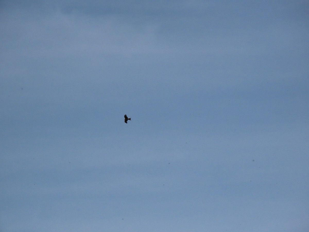 Red Kite - ML637688426