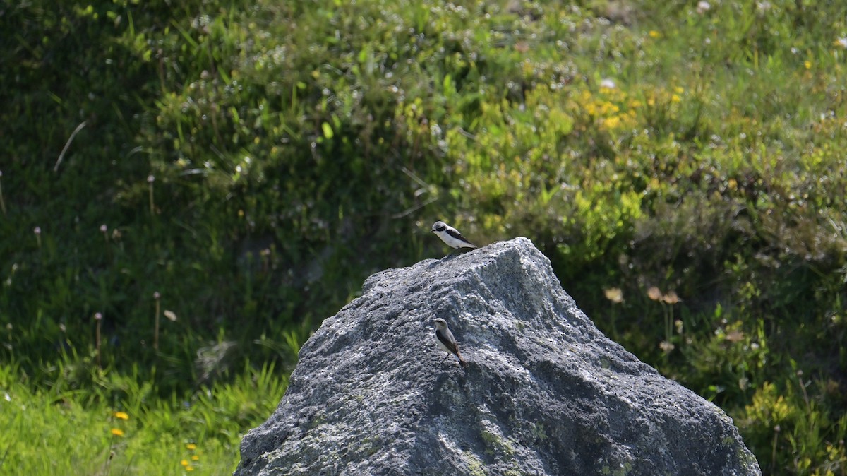 穗䳭 - ML637688431