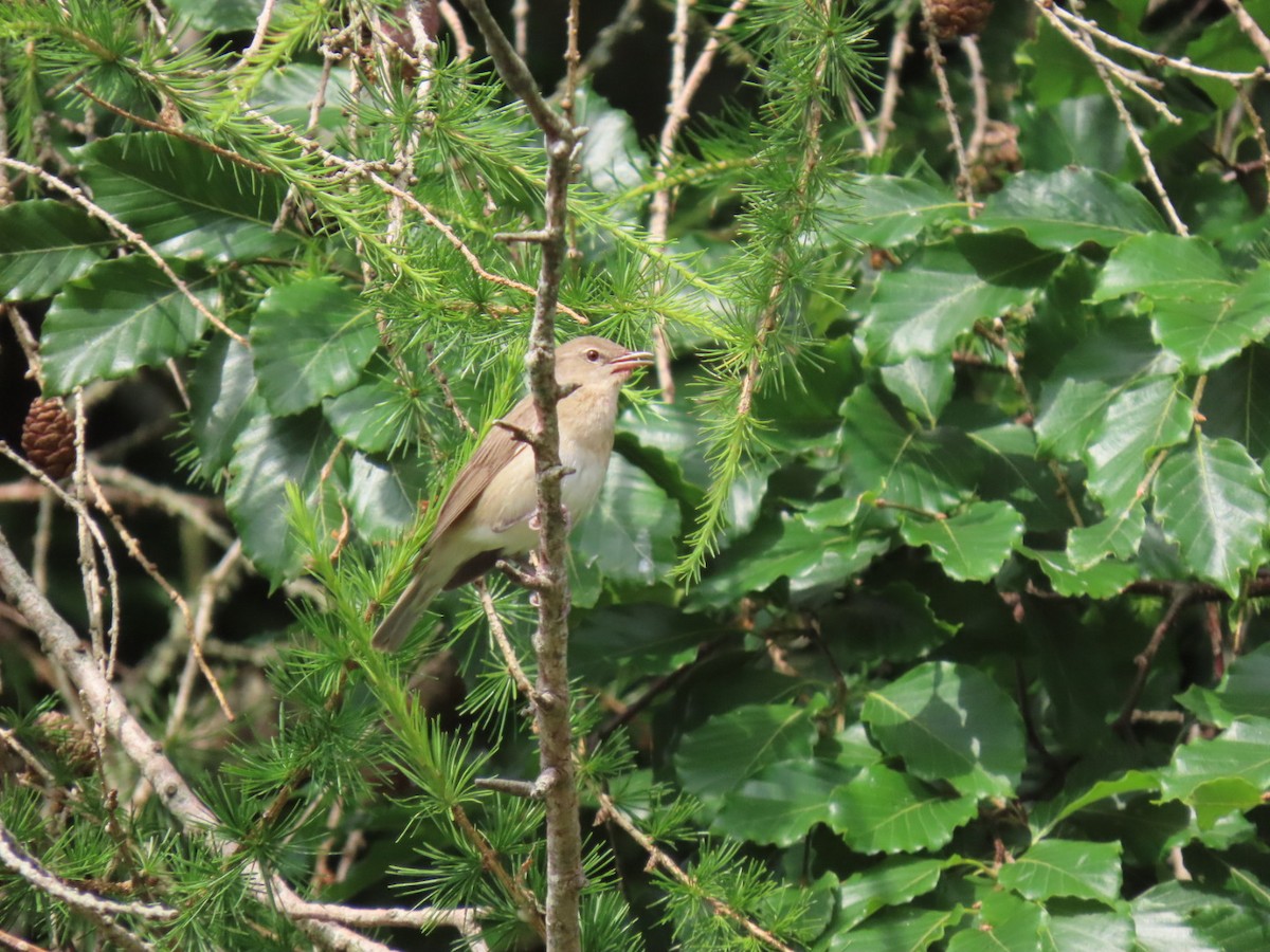 Garden Warbler - ML637688439