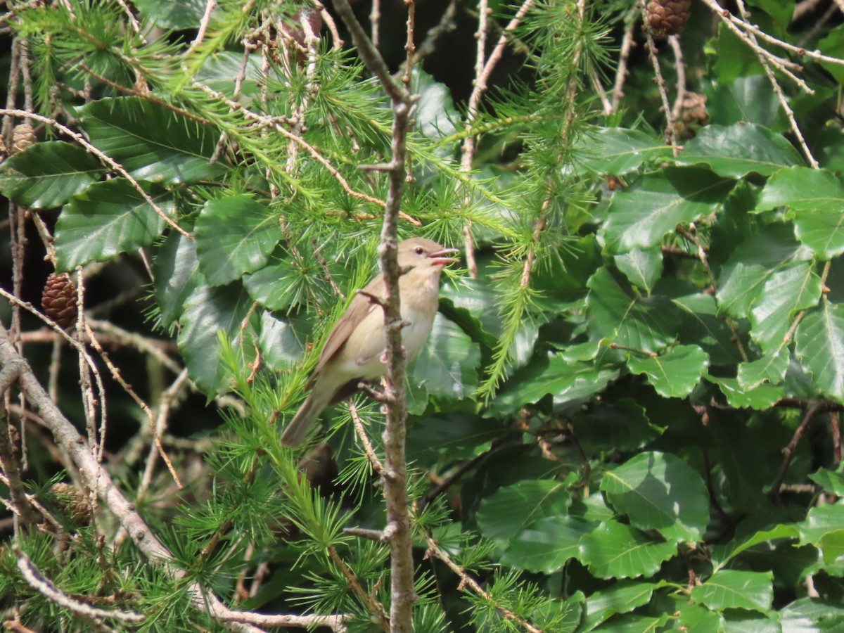 Garden Warbler - ML637688440