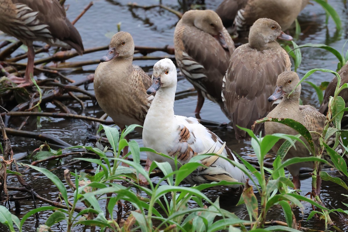 Dendrocygne d'Eyton - ML637688441