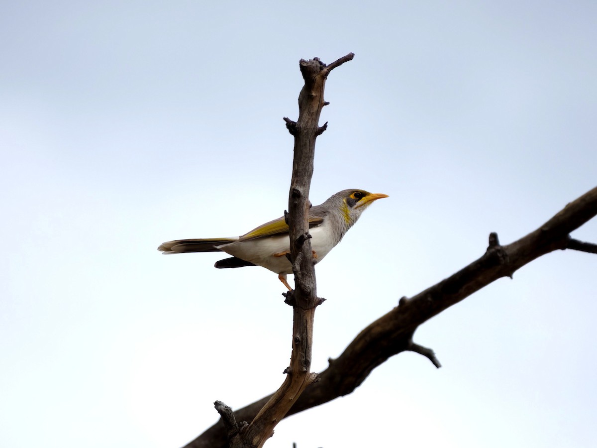 Méliphage à cou jaune - ML637688449