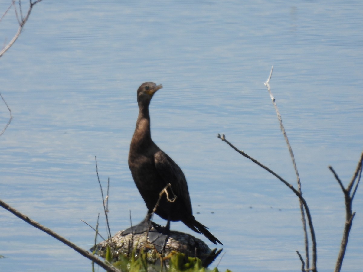 Cormoran vigua - ML637688464