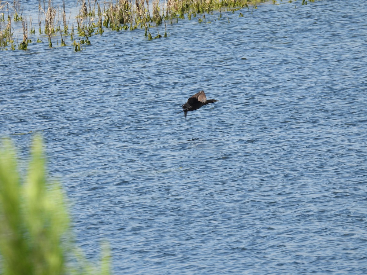 Cormoran vigua - ML637688465