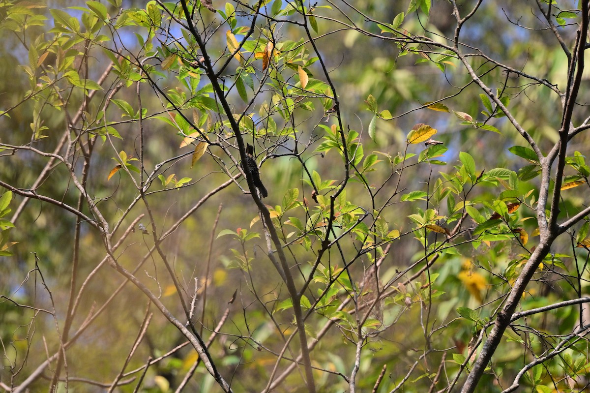 Monticole à ventre marron - ML637688471