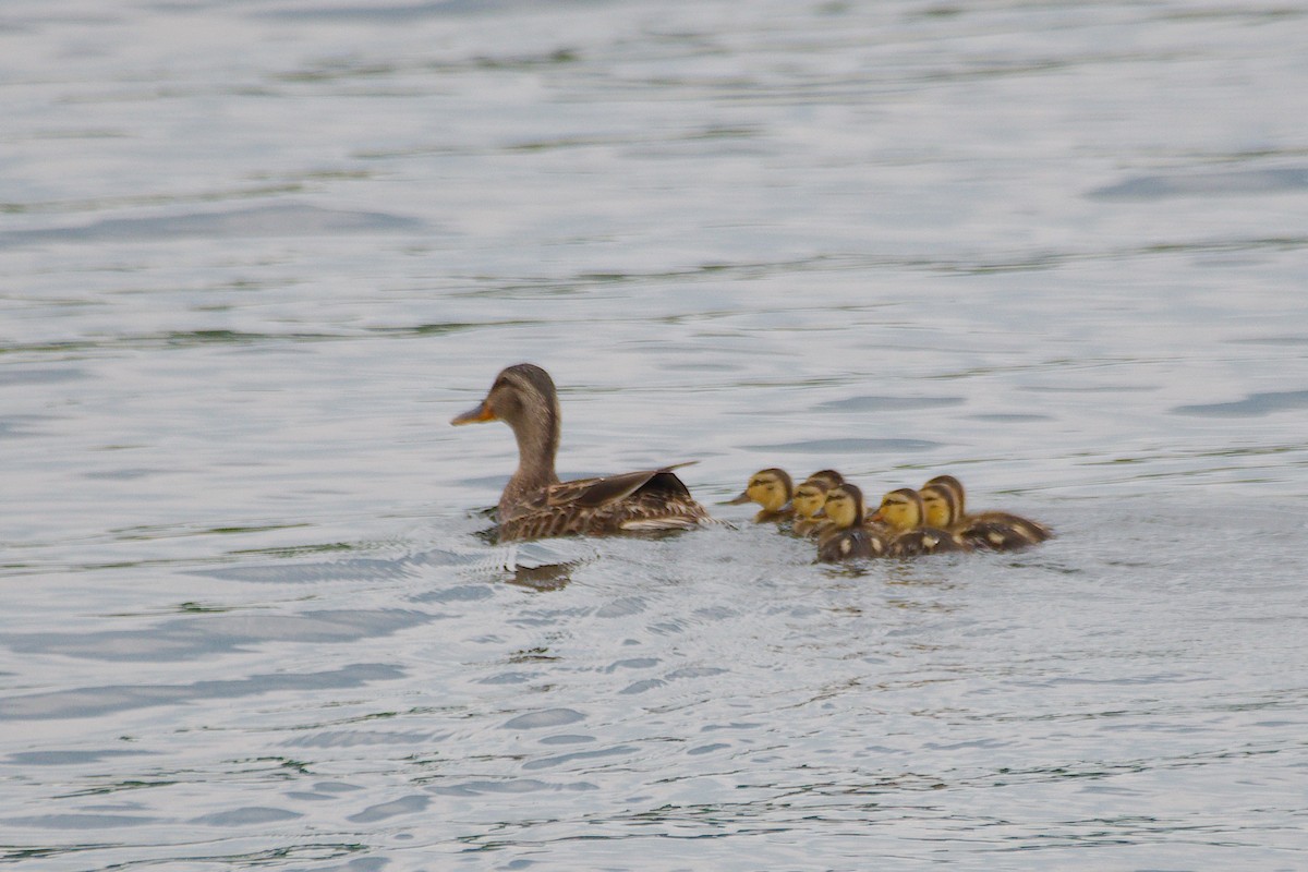 Canard colvert - ML637688483