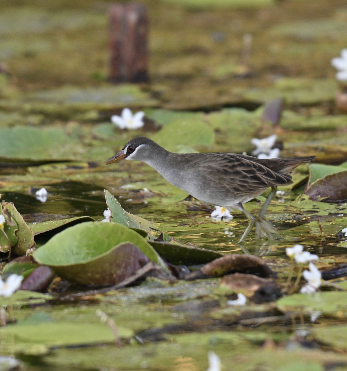 White-browed Crake - ML637688551