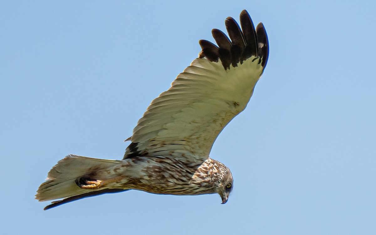 Намгийн хулд - ML637688558