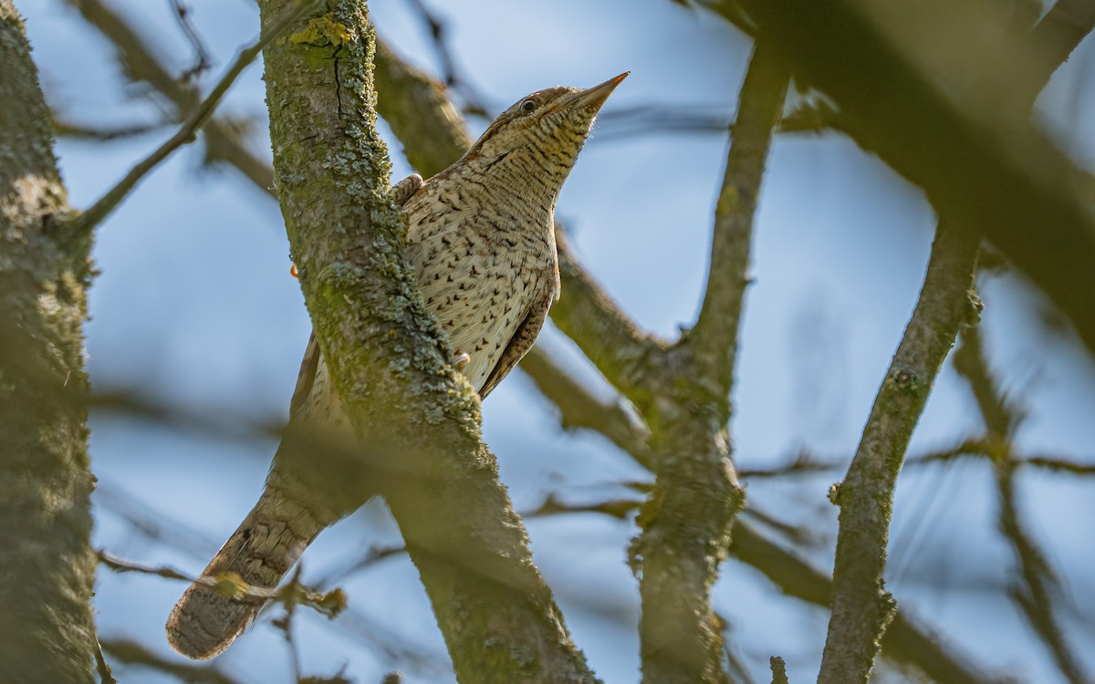 Eurasian Wryneck - ML637688567