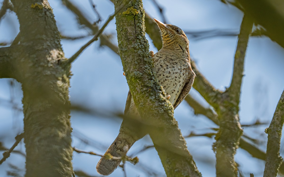 Eurasian Wryneck - ML637688568