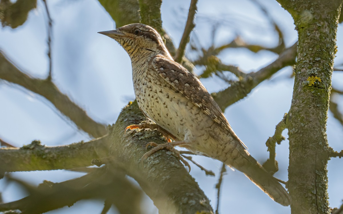 Eurasian Wryneck - ML637688577