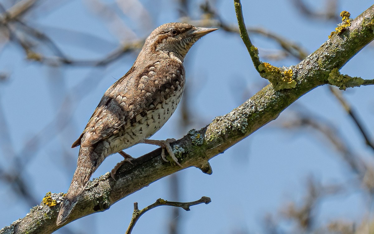 Eurasian Wryneck - ML637688579