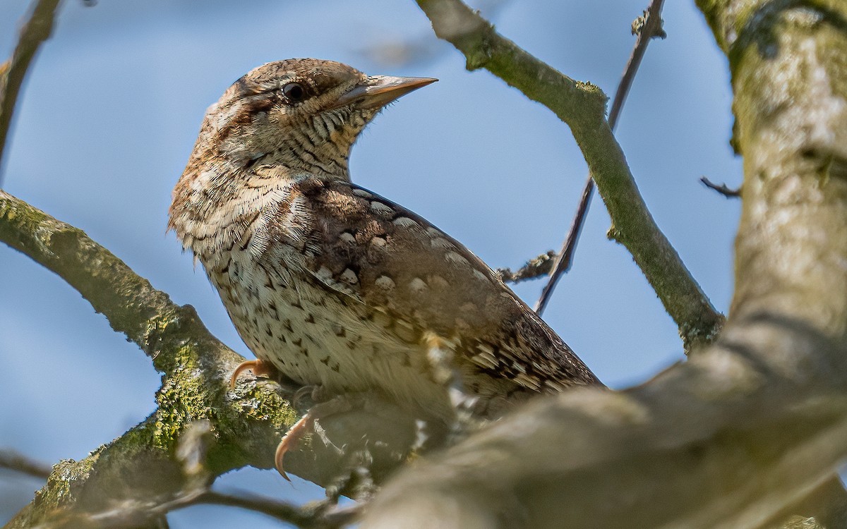 Eurasian Wryneck - ML637688580