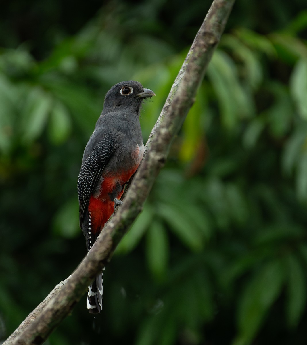Blue-crowned Trogon - ML637688584