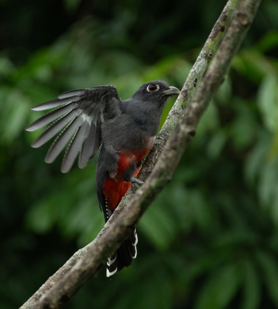 Blue-crowned Trogon - ML637688585